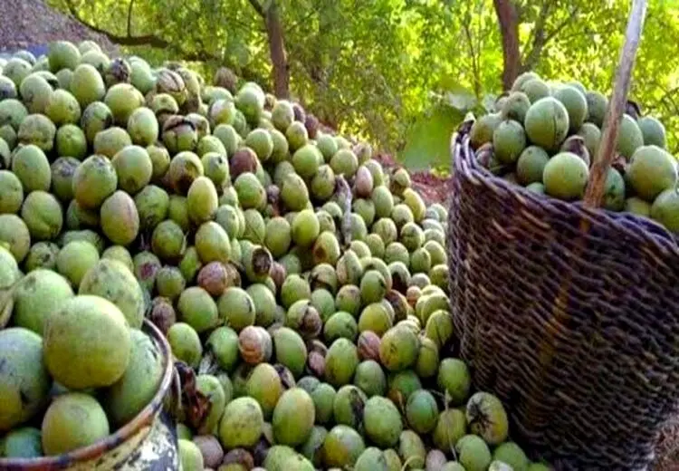 ۷ تُن گردوی سرقتی در ملایر کشف شد