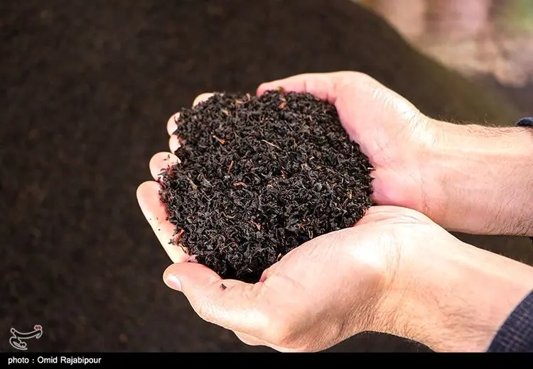 فساد میلیارد دلاری یک شرکت خاص واردکننده چای!