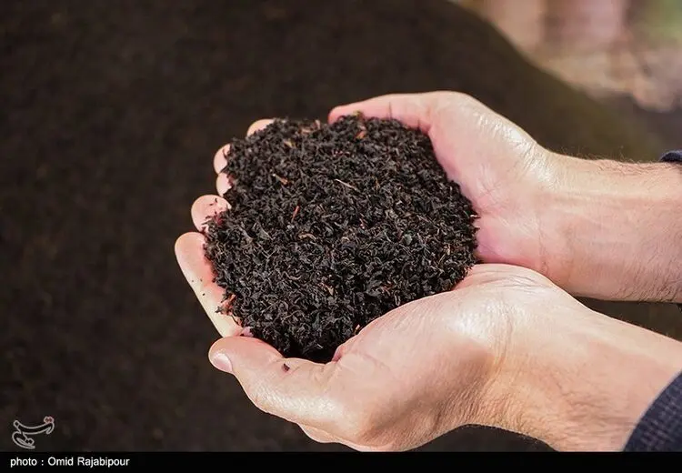 فساد میلیارد دلاری یک شرکت خاص واردکننده چای!