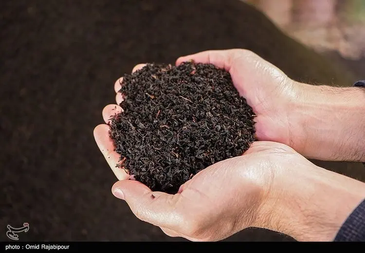 فساد میلیارد دلاری یک شرکت خاص واردکننده چای!