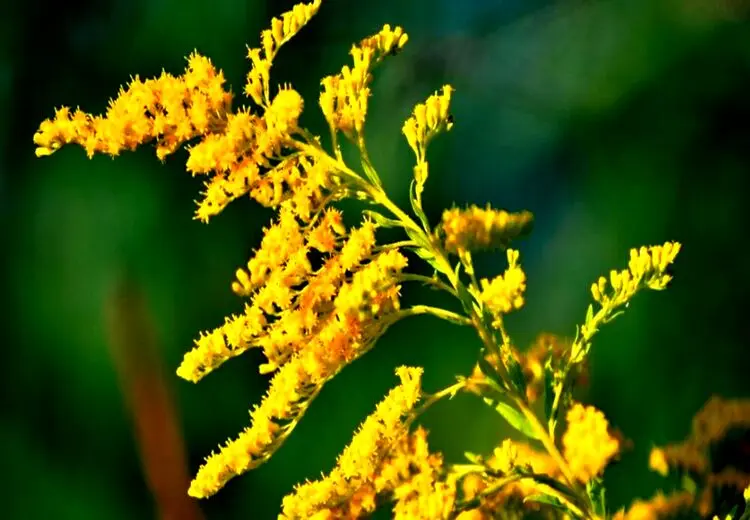 گیاهی برای درمان ورم روده و اسهال