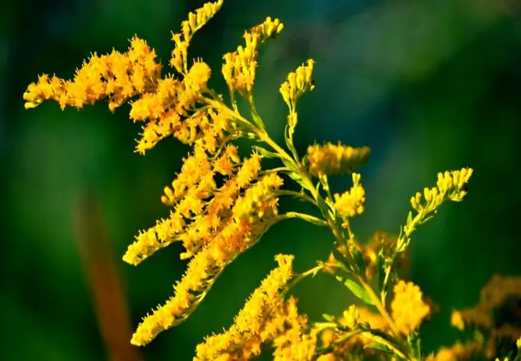 گیاهی برای درمان ورم روده و اسهال