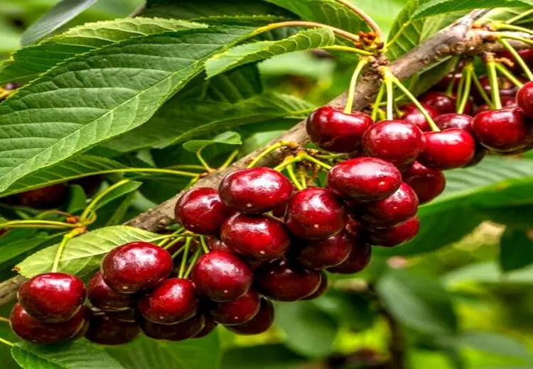 دیابتی‌ها می‌توانند گیلاس بخورند؟