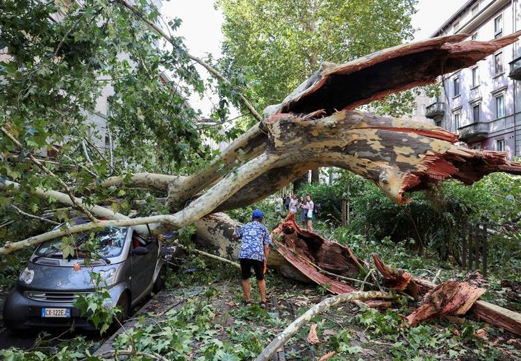 سقوط درخت عظیم الجثه روی ماشین