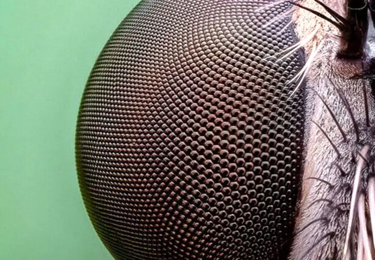 عکاسی ماکرو از حشرات + عکس