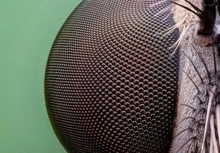 عکاسی ماکرو از حشرات + عکس