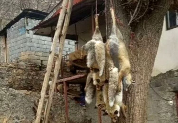 دارزدن ۴ روباه در مرزن آباد/ عامل این کار دستگیر شد