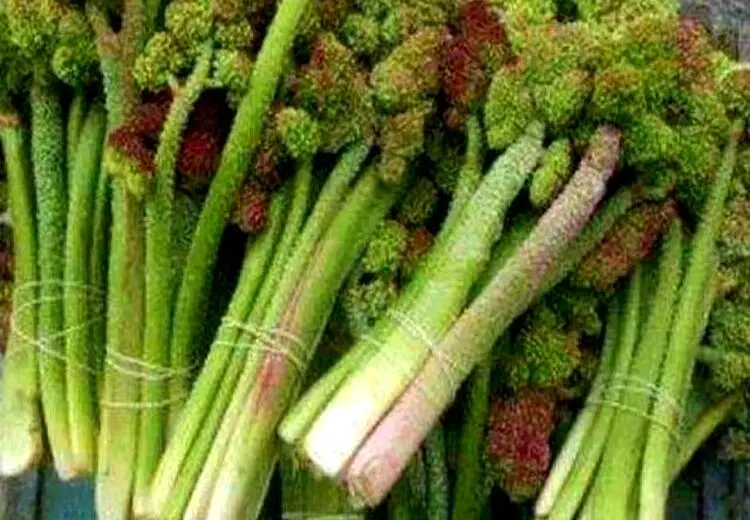 " ریواس " چه خواص و عوارضی دارد؟