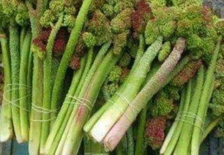 " ریواس " چه خواص و عوارضی دارد؟