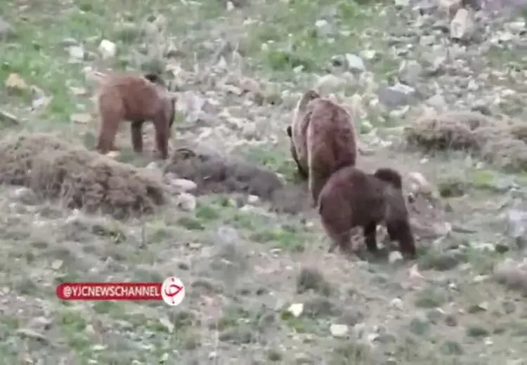 غذا خوردن خرس مادر و توله‌هایش در سوادکوه