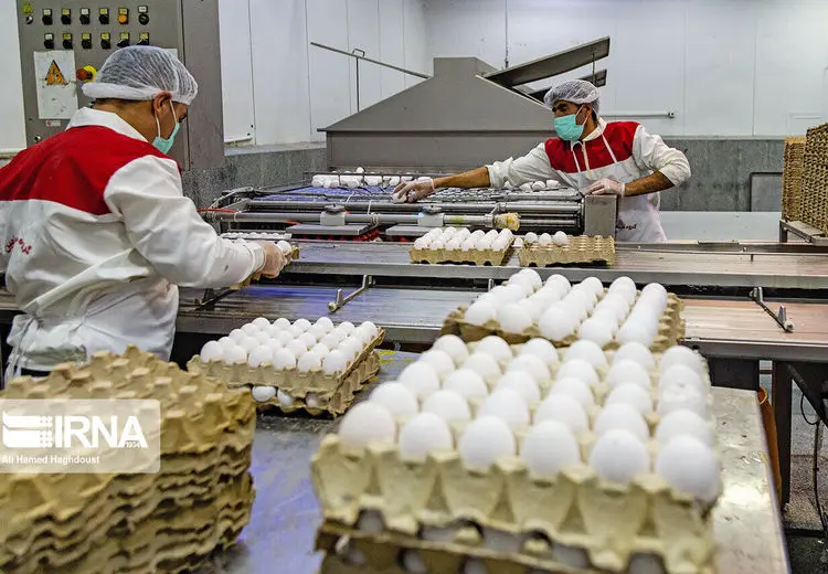 تکذیب کمبود تخم مرغ 