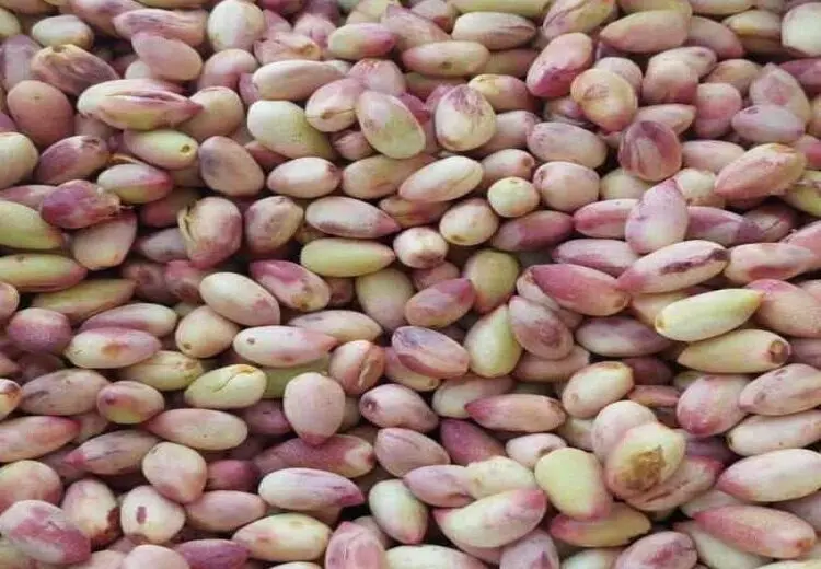 پسته تازه کیلویی۳۶۴هزار تومان، اکبری ۱ میلیون تومان!
