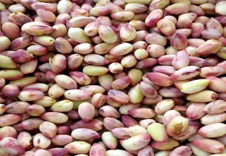 پسته تازه کیلویی۳۶۴هزار تومان، اکبری ۱ میلیون تومان!