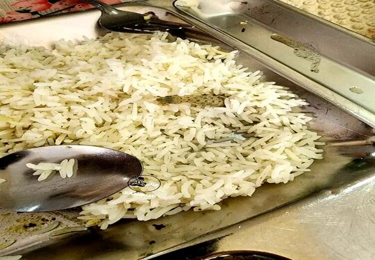 دیده شدن مارمولک در غذای یک دانشگاه + عکس