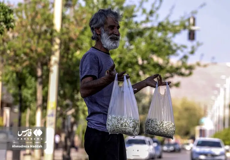 فروش بهار نارنج 