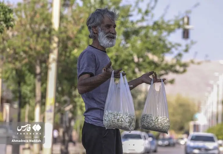 فروش بهار نارنج 