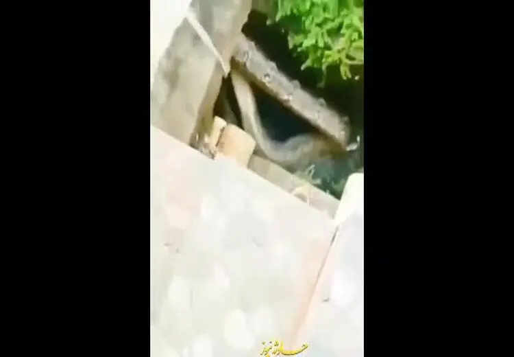  لحظه وحشتناک به دام انداختن مار