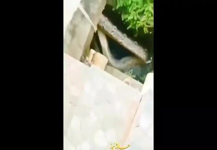  لحظه وحشتناک به دام انداختن مار