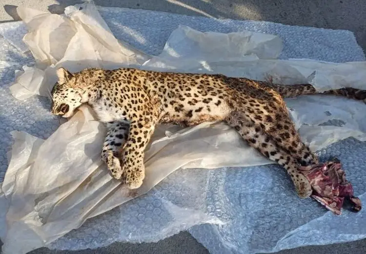 علت مرگ پلنگ نوشهر اعلام شد