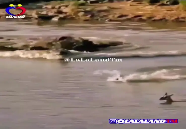 فداکاری یک آهوی مادر برای نجات فرزندش از چنگال چند اسب آبی + فیلم