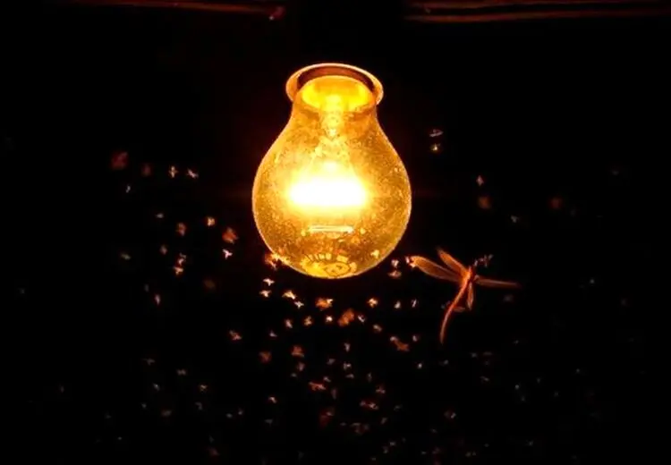 کشف دلیل شگفت انگیز چرخش حشرات در شب به دور چراغ‌ها 