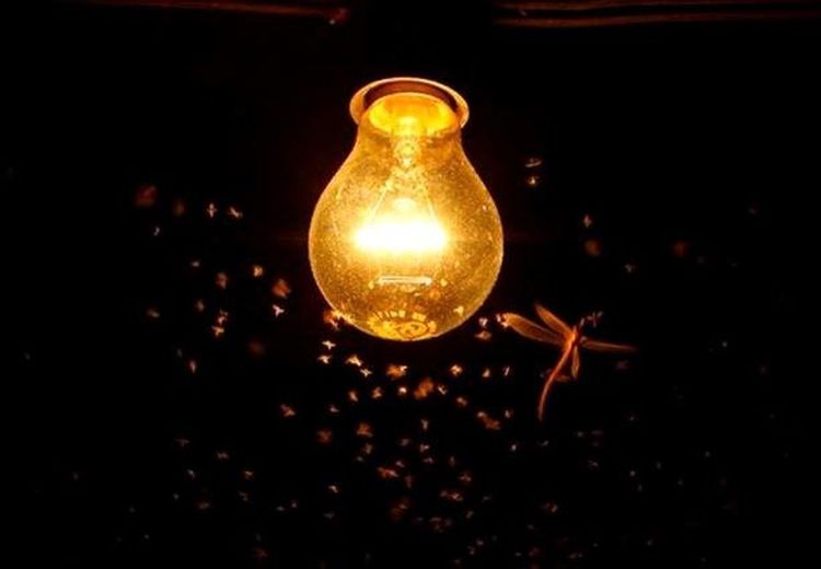 کشف دلیل شگفت انگیز چرخش حشرات در شب به دور چراغ‌ها 