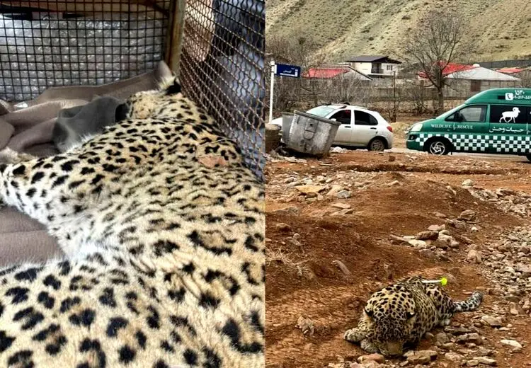 پلنگ سرگردان دماوند به دامپزشکی تهران منتقل شد