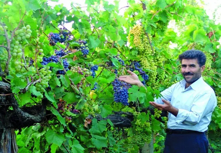 درخت باغبان ارومیه‌ای با 30 مدل انگور + عکس