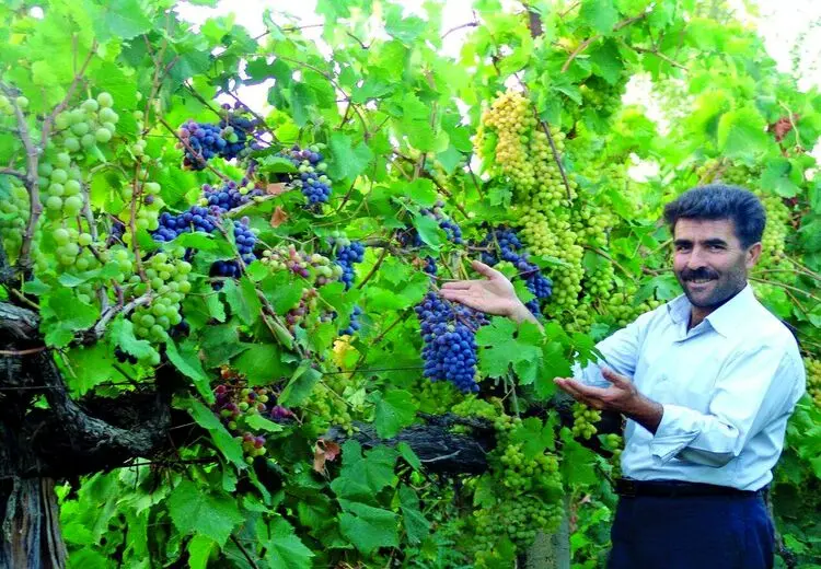 درخت باغبان ارومیه‌ای با 30 مدل انگور + عکس