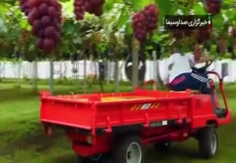 پرورش گران‌ترین انگور جهان در ژاپن + فیلم