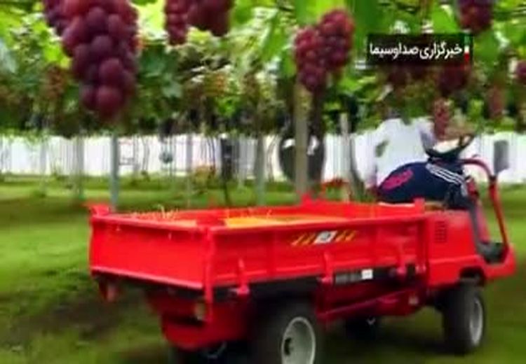 پرورش گران‌ترین انگور جهان در ژاپن + فیلم