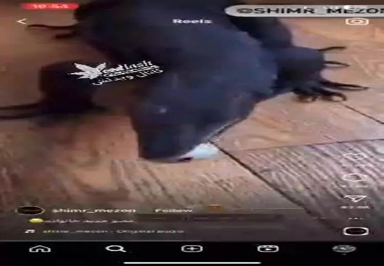 حیوان خانگی ترسناک خانم ایرانی!
