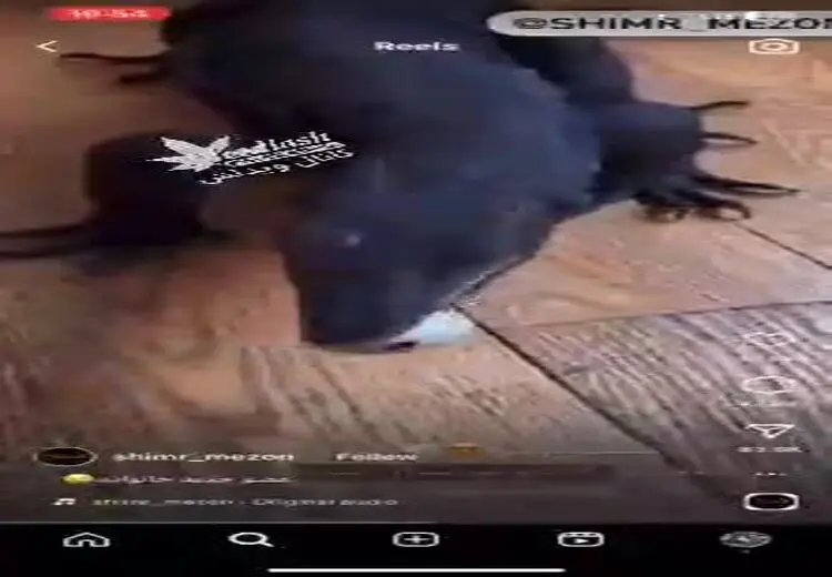 حیوان خانگی ترسناک خانم ایرانی!