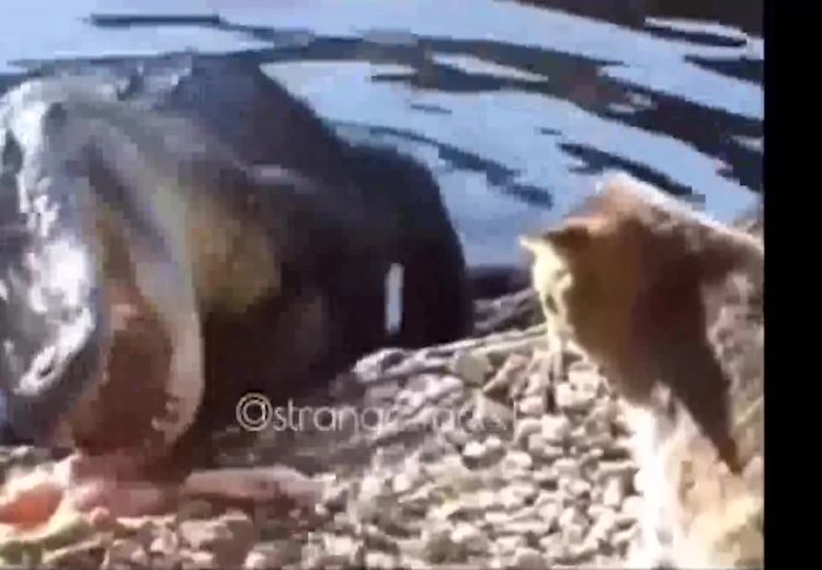 کتک خوردن تمساح از گربه بخاطر غذا
