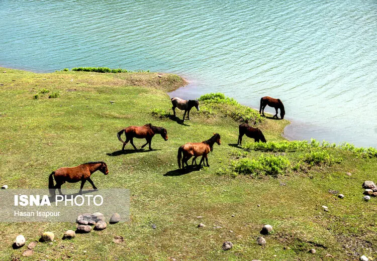 دریاچه‌گردی اسب ها در طبیعت بهاری لفور 
