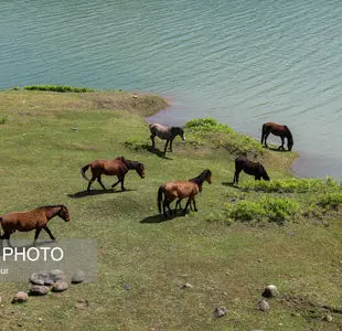 دریاچه‌گردی اسب ها در طبیعت بهاری لفور 