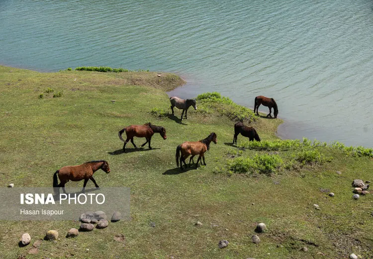 دریاچه‌گردی اسب ها در طبیعت بهاری لفور 