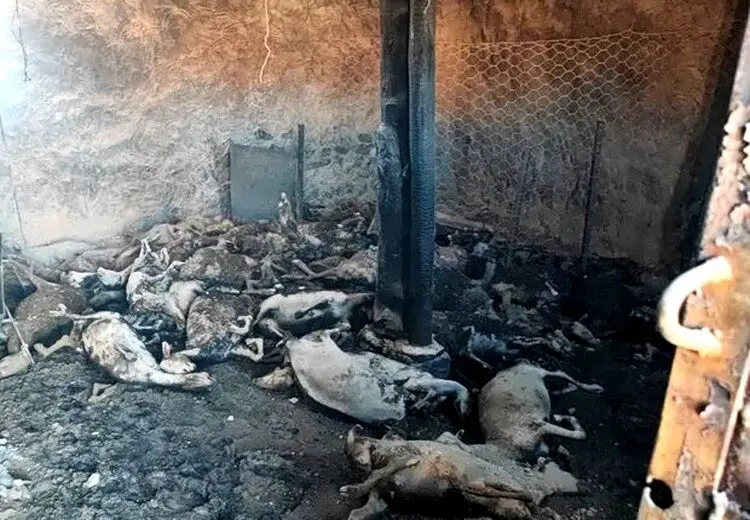  ۱۵ گوسفند در آتش جزغاله شدند 