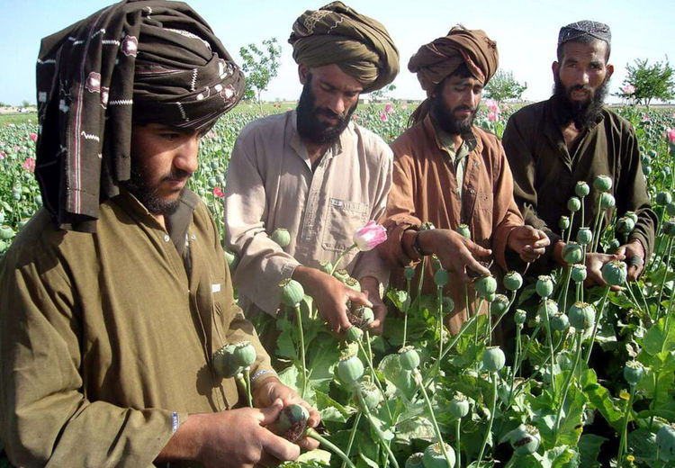 علت ناکامی طالبان در سیاست کاهش تولید تریاک در افغانستان چیست؟
