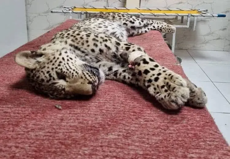  پلنگ زخمی چاران جان باخت