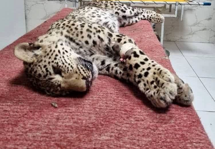  پلنگ زخمی چاران جان باخت