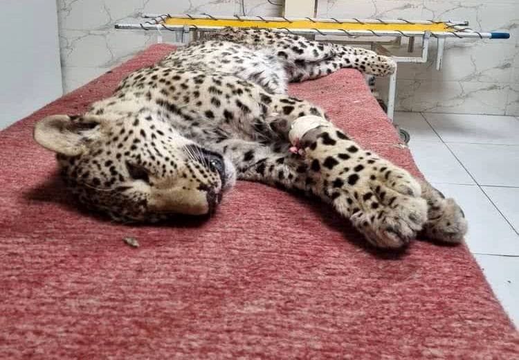  پلنگ زخمی چاران جان باخت