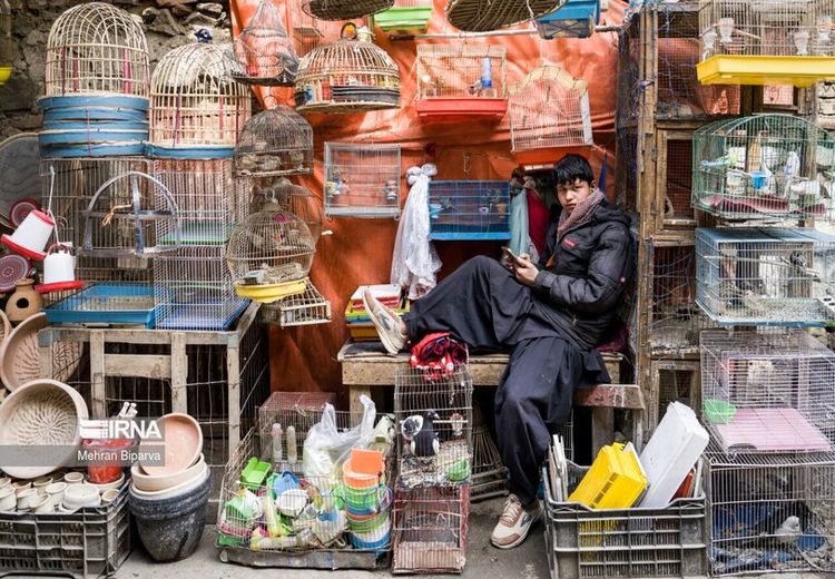 بازار پرنده فروشان کابل + عکس