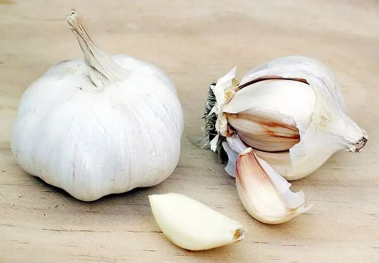 سیر؛ گیاهی با خواص جادویی
