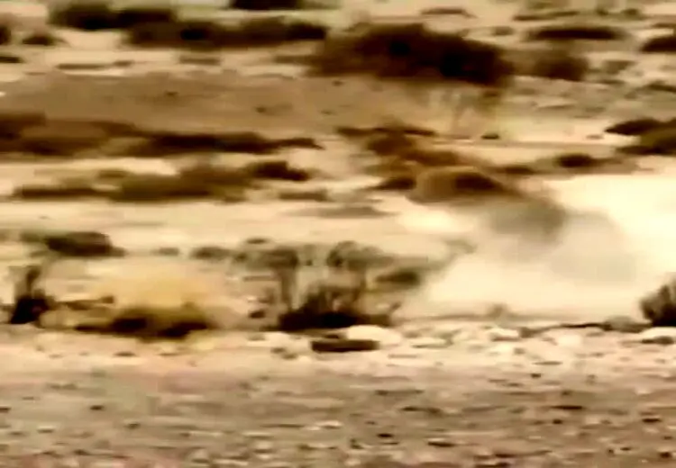 درگیری عجیب گرگ با موجودی نامریی!