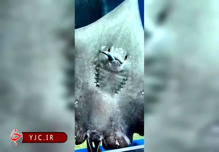 غذاخوردن سفره ماهی