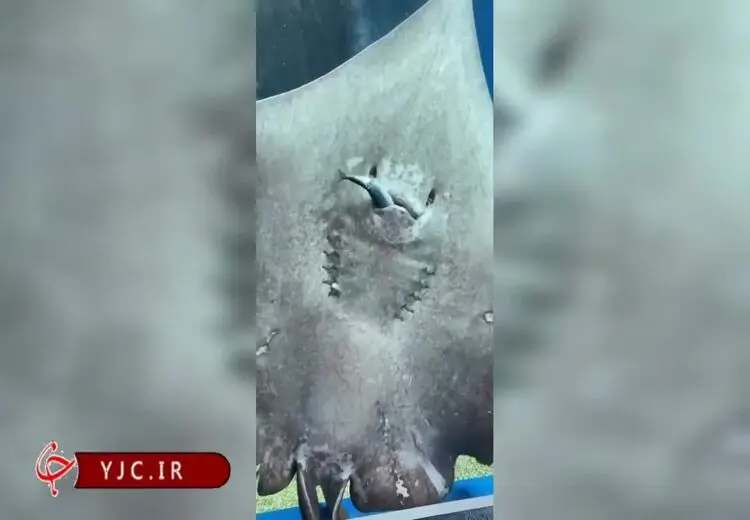 غذاخوردن سفره ماهی