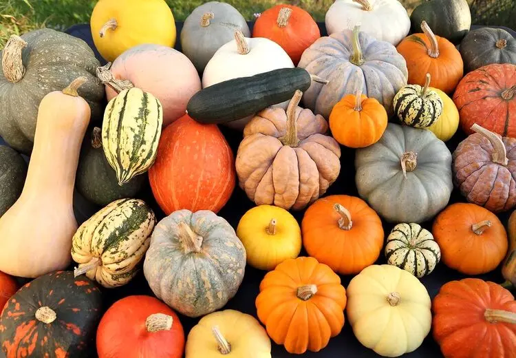 تفاوت تغذیه‌ای انواع کدو