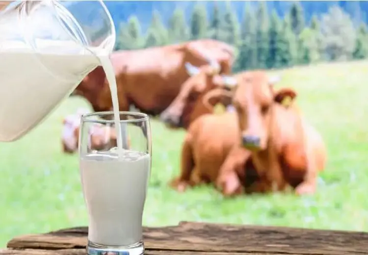 آیا شیر گاو برای انسان بد است؟ علم چه می‌گوید؟