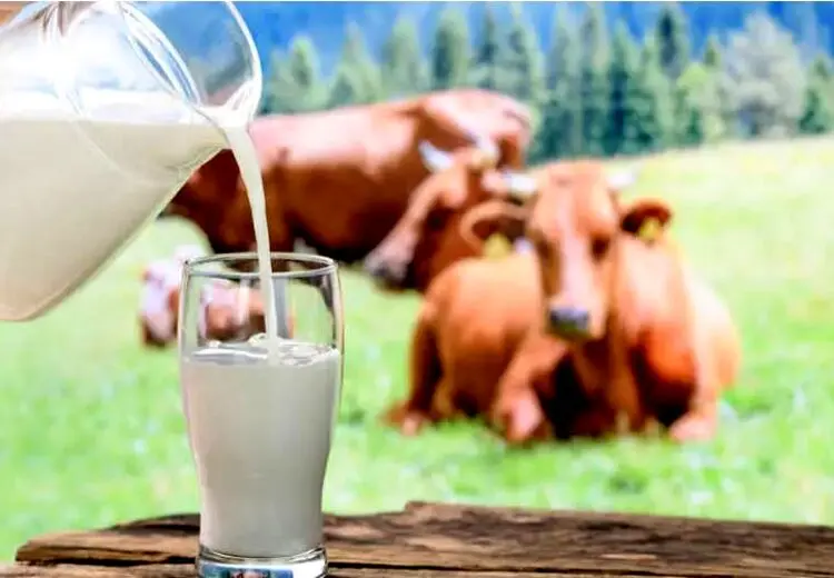 آیا شیر گاو برای انسان بد است؟ علم چه می‌گوید؟